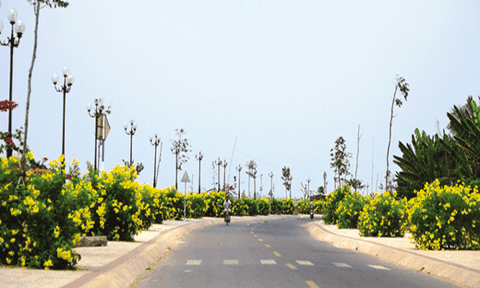 Rực vàng con đường hoa hoàng yến