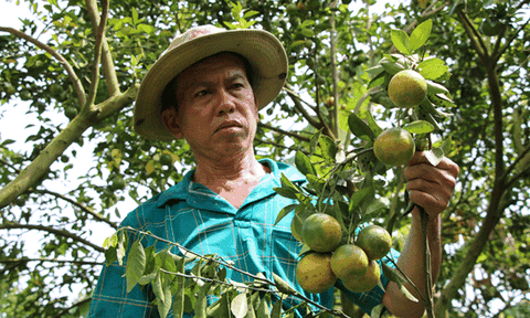 Phòng ngừa tình trạng chết cây có múi, bảo vệ vùng cây ăn trái đặc sản