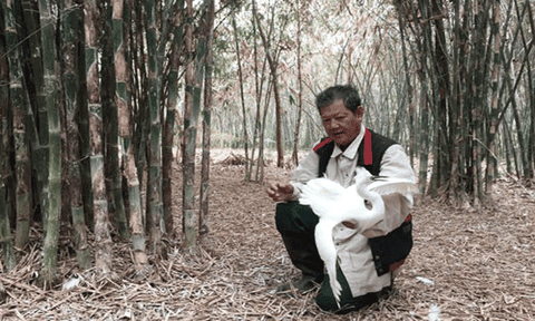 20 năm cưu mang chim trời 