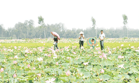 Câu chuyện chim đậu, chim bay