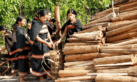 Kiếm củi để “bắt chồng” ở Giẻ Triêng