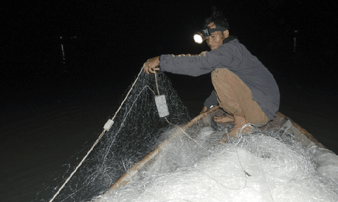 Mùa săn cá bông lau ở miền Tây Nam bộ 