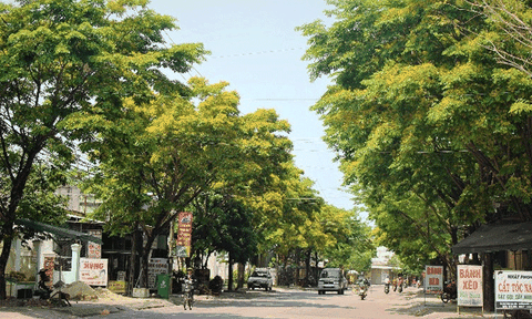 Quảng Nam: Đặc sắc lễ hội “Tam Kỳ - Mùa Hoa sưa 2019” 