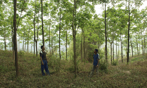 Có cây sinh kế, vẫn phải đi làm mướn kiếm ăn
