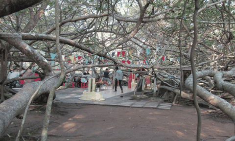 Văn hóa, văn minh từ một lễ hội ở đất Tây Đô