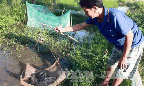 Mắm cá đồng U Minh Thượng tiến tới xây dựng thương hiệu 