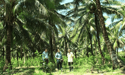 Qua Mỏ Cày Nam đi dưới vườn dừa mát rượi