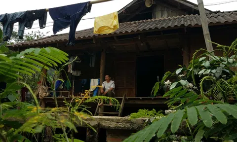 Sơn La: Người dân chán nản vì trồng rừng cao su?