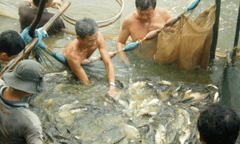 Mắm cá đồng U Minh Thượng 