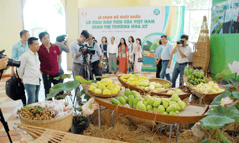 Lô xoài đầu tiên của Đồng Tháp xuất khẩu sang Mỹ