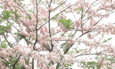 Du khách thích thú ngắm hoa anh đào tại Sa Đéc