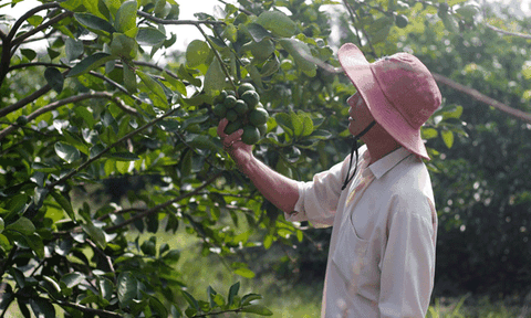 Hiệu quả từ chuyển đổi cây trồng, vật nuôi vùng Đồng Tháp Mười 