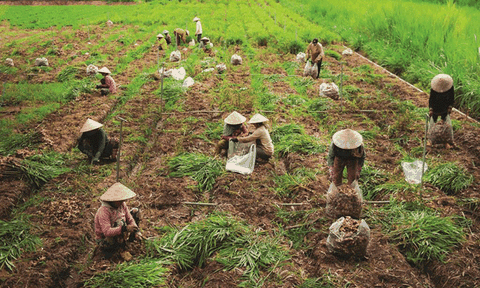 Sản xuất nông nghiệp ứng dụng công nghệ cao ở Chợ Mới