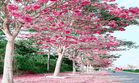 Cung đường hoa kèn hồng ở Sóc Trăng