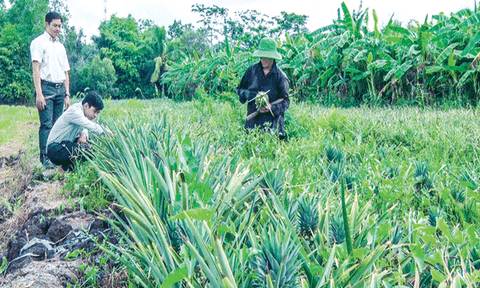 Trồng khóm Mỹ nhiều triển vọng