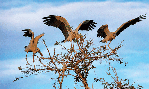 Trà Sư - “Nàng tiên” thức giấc