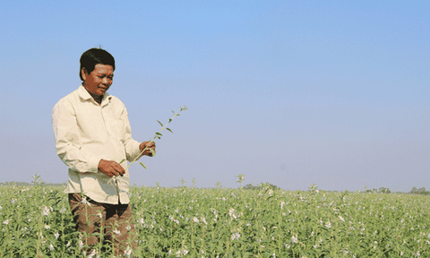 Mô hình trồng mè trên đất lúa mang lại hiệu quả kinh tế