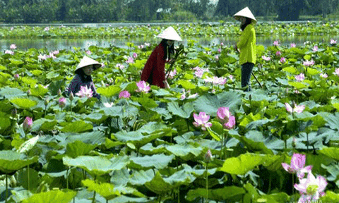 Đồng Tháp Mười - Mùa Xuân bất tận 