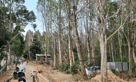 Nồng nàn trầm hương Phú Quốc 