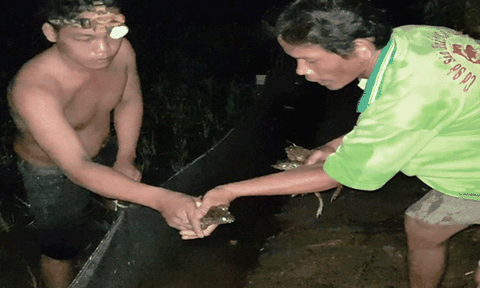 Thú vị bắt ếch đồng đêm mưa