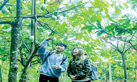 Phong Điền vào mùa trái cây trĩu quả