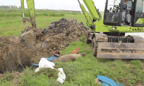 Diễn Châu (Nghệ An): 7 ổ dịch tả lợn Châu Phi, tiêu hủy gần 1 tấn thịt lợn nhiễm bệnh