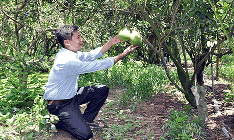 Nhân rộng mô hình trồng bưởi