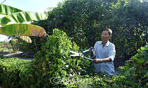 Xây dựng nông thôn xanh