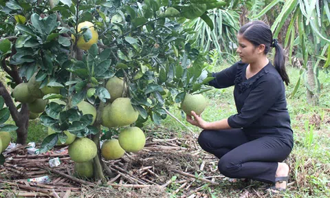 Vĩnh Phúc: Xây dựng NTM thúc đẩy phát triển sản xuất