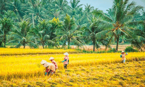 Xem Bến Tre trưng bày, giới thiệu sản vật tại Sài Gòn