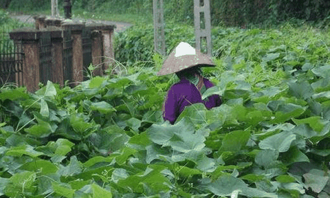 Vĩnh Phúc: Xây dựng nhãn hiệu nông sản hàng hoá