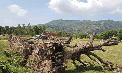 Cần giữ gìn cây trâm vùng Bảy Núi