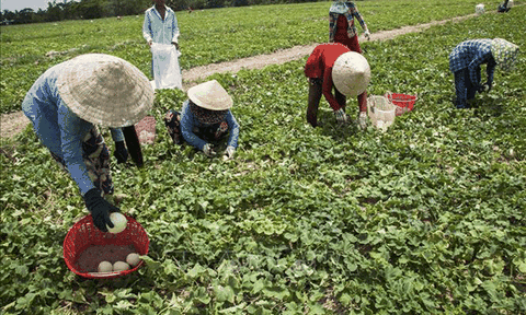 Nông dân Kiên Giang lãi cao nhờ dưa lê được giá 