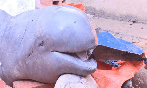 Người miền Tây kể về lời nguyền bí ẩn và chuyện "ông" Nược thích trẻ con