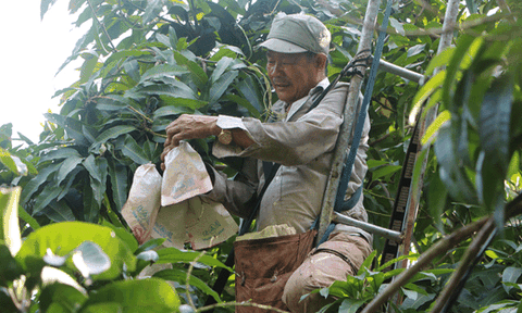 Sản xuất nông nghiệp sạch là trách nhiệm của nông dân