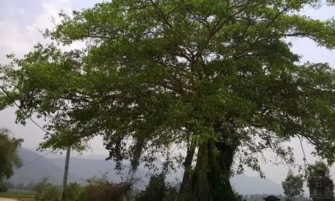 Biểu tượng cây Si trong văn học dân gian Mường