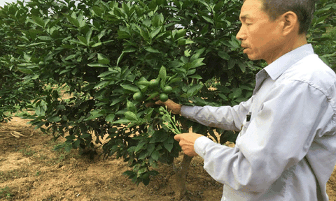 Nghĩa Thọ: Vươn lên phát triển kinh tế từ nông nghiệp