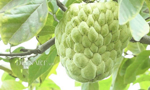 Bắt mắt vườn mãng cầu siêu khổng lồ ở miền Tây