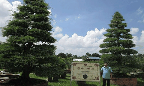 Cặp me kỷ lục ở “Vương quốc hoa” miền sông nước