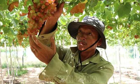 Nho “ba màu” Ninh Thuận đắt hàng vì khan nguồn cung