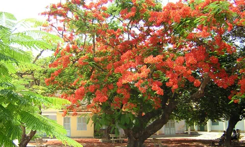 Hãy như tôi, tin vào niềm tin sư phạm!