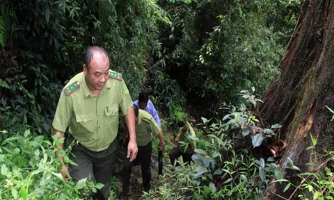 Tuyên Quang: Quản lý bảo vệ và phát triển rừng