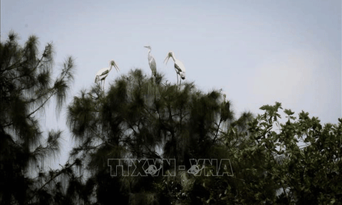 Hấp dẫn điểm du lịch Khu bảo tồn sinh thái Đồng Tháp Mười