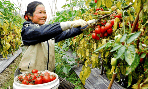 Vĩnh Phúc nâng cao chất lượng tiêu chí chuẩn NTM