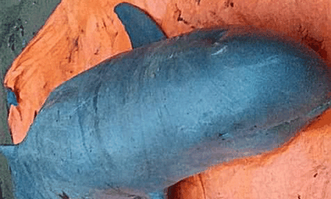 Sự thật huyền thoại của loài "cá thiêng" trên sông Mê Kong