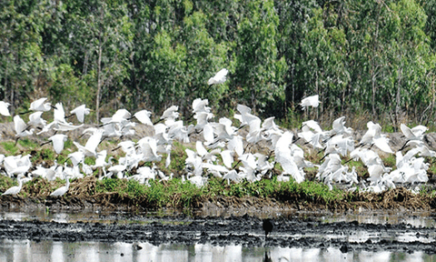 Độc đáo khu bảo tồn đất ngập nước Láng Sen
