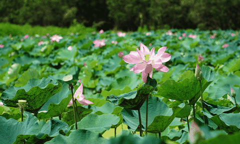 Ngàn đóa sen hồng khoe sắc giữa rừng tràm lớn nhất An Giang