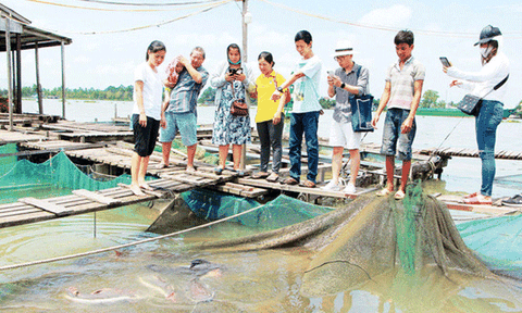 Về Tây Đô, đừng bỏ qua "ốc đảo xanh" Cồn Sơn
