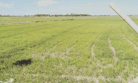 Nam Cát ra sức chống hạn, cứu hoa màu