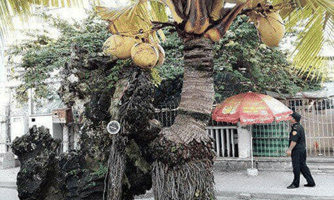 Tác phẩm Bonsai: Chấm bằng Like, đúng sai nhiều ý kiến